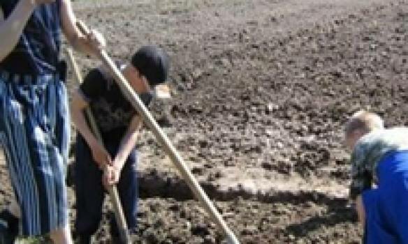 В Томске малоимущим гражданам помогут посадить картофель