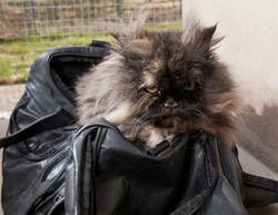 Уснувшая в дорожной сумке кошка совершила перелет из Египта в Англию