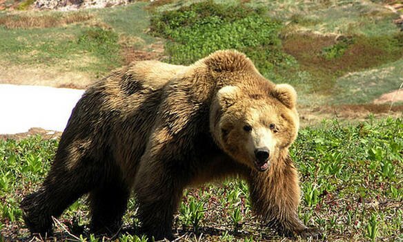 В Колпашевском районе медведь украл овцу